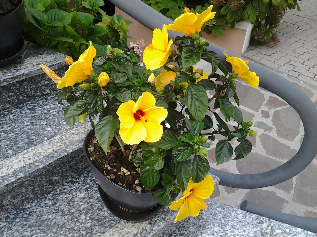 Hotel Escorial Cervia Zewnętrze zdjęcie